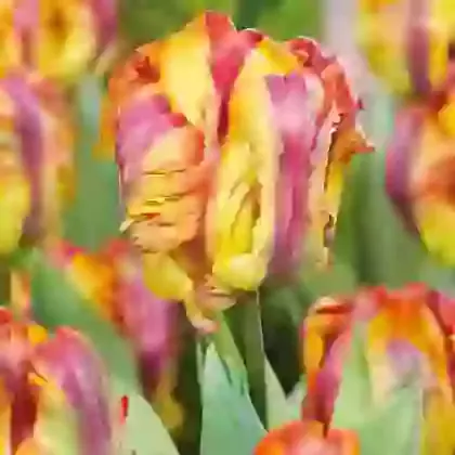 Rasta Parrot